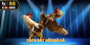 cach-bat-keo-da-ga
