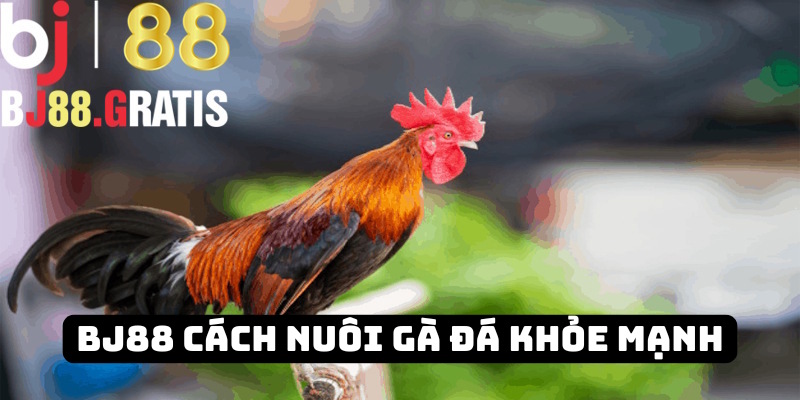 BJ88 chia sẻ cách nuôi gà đá khỏe mạnh: Kiến thức hay 2025